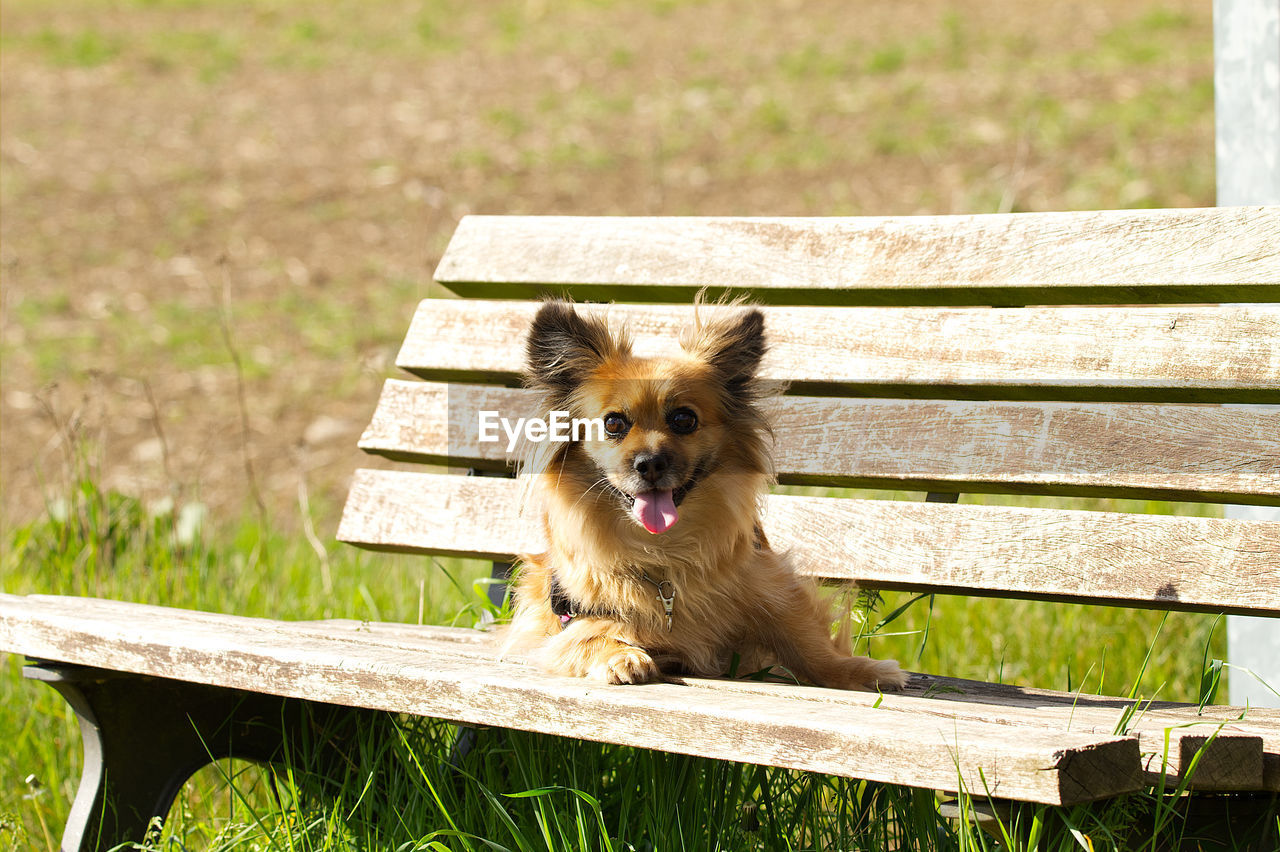 PORTRAIT OF DOG ON WOODEN BENCH