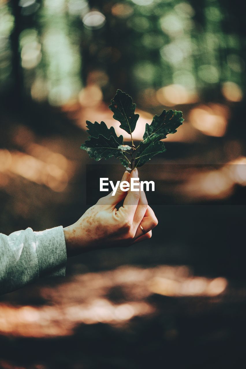 Cropped hand of woman holding christmas tree