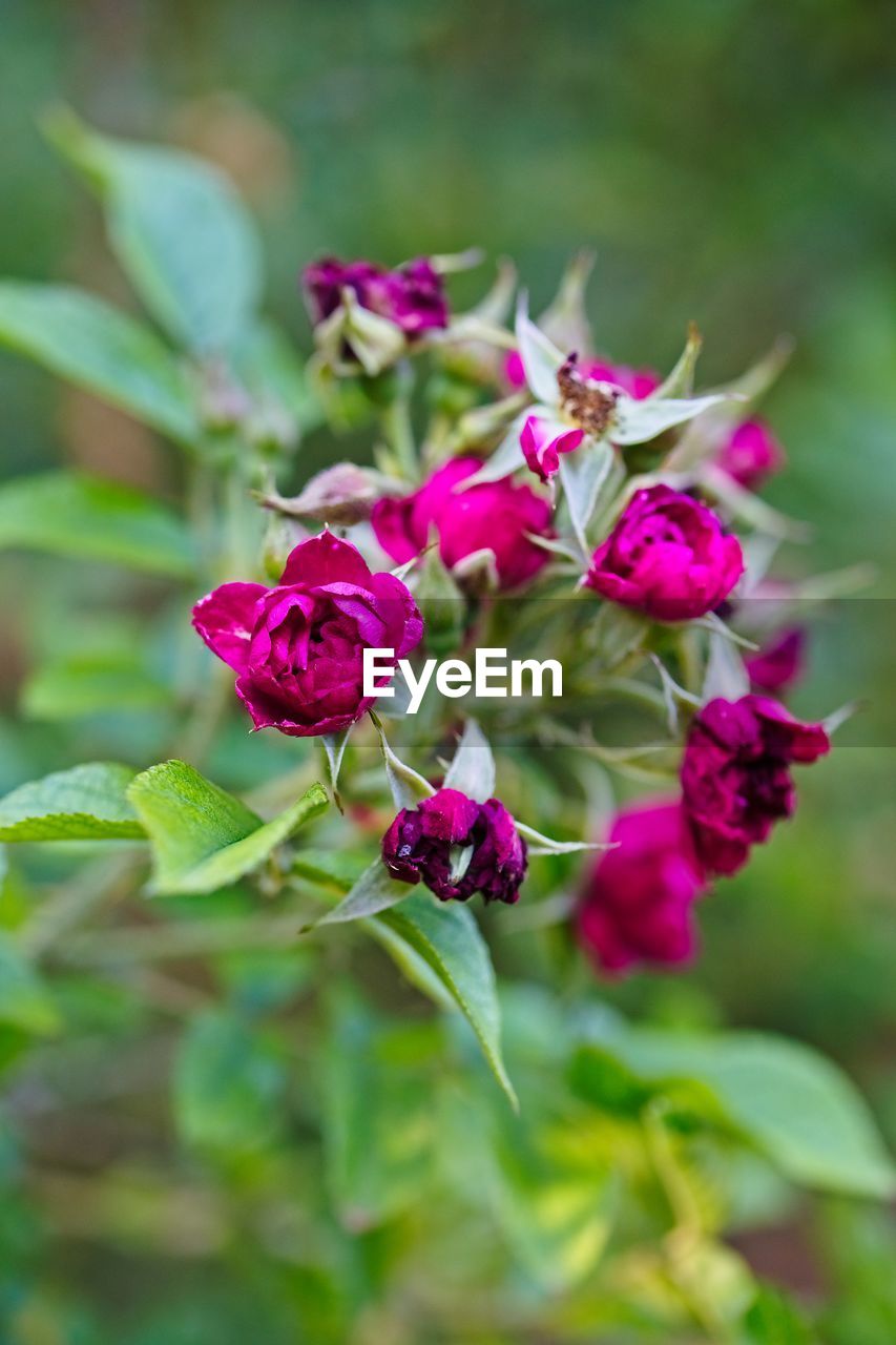 CLOSE-UP OF PINK ROSE PLANT