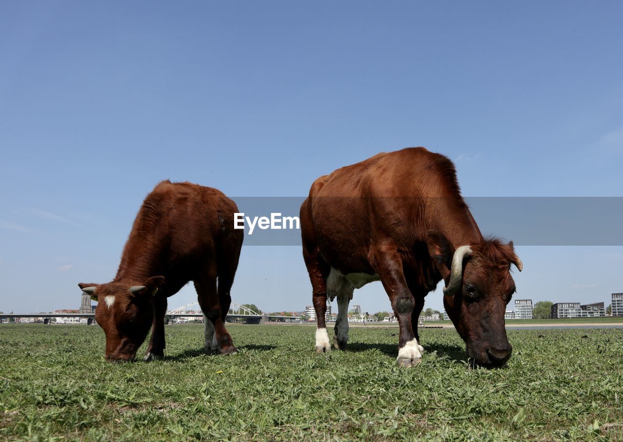 Cows grazing in a field