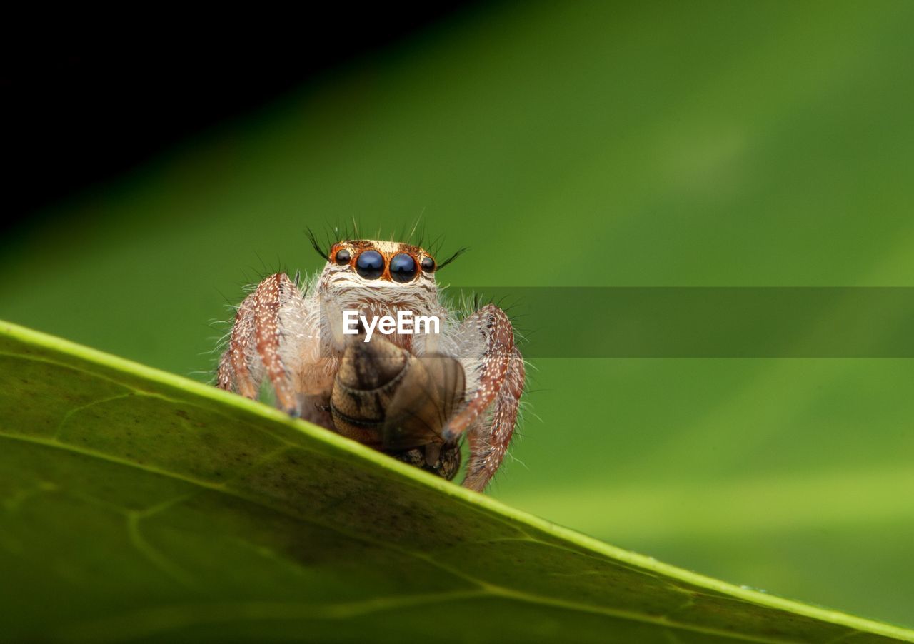 Spider take breakfast. this photo take with macro technique and use additional light diffuser.