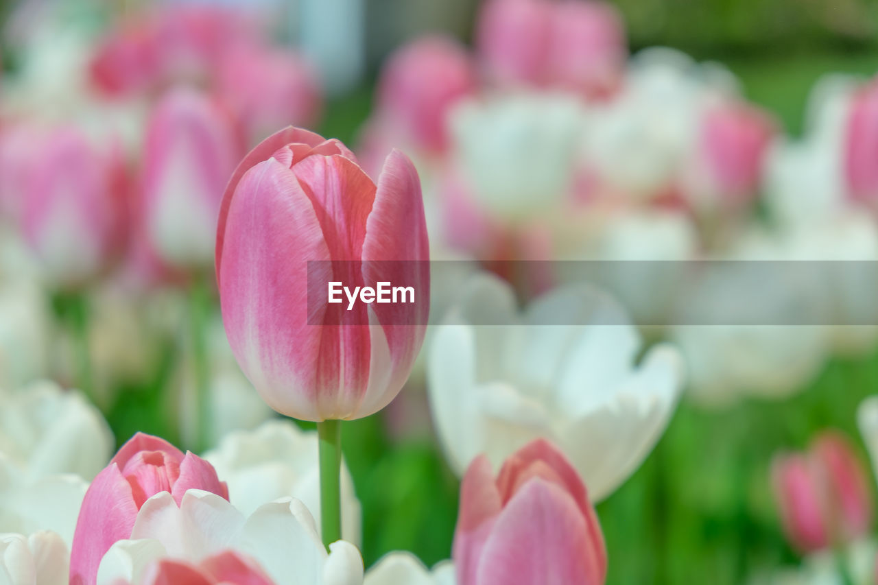 Close-up of pink tulips in park