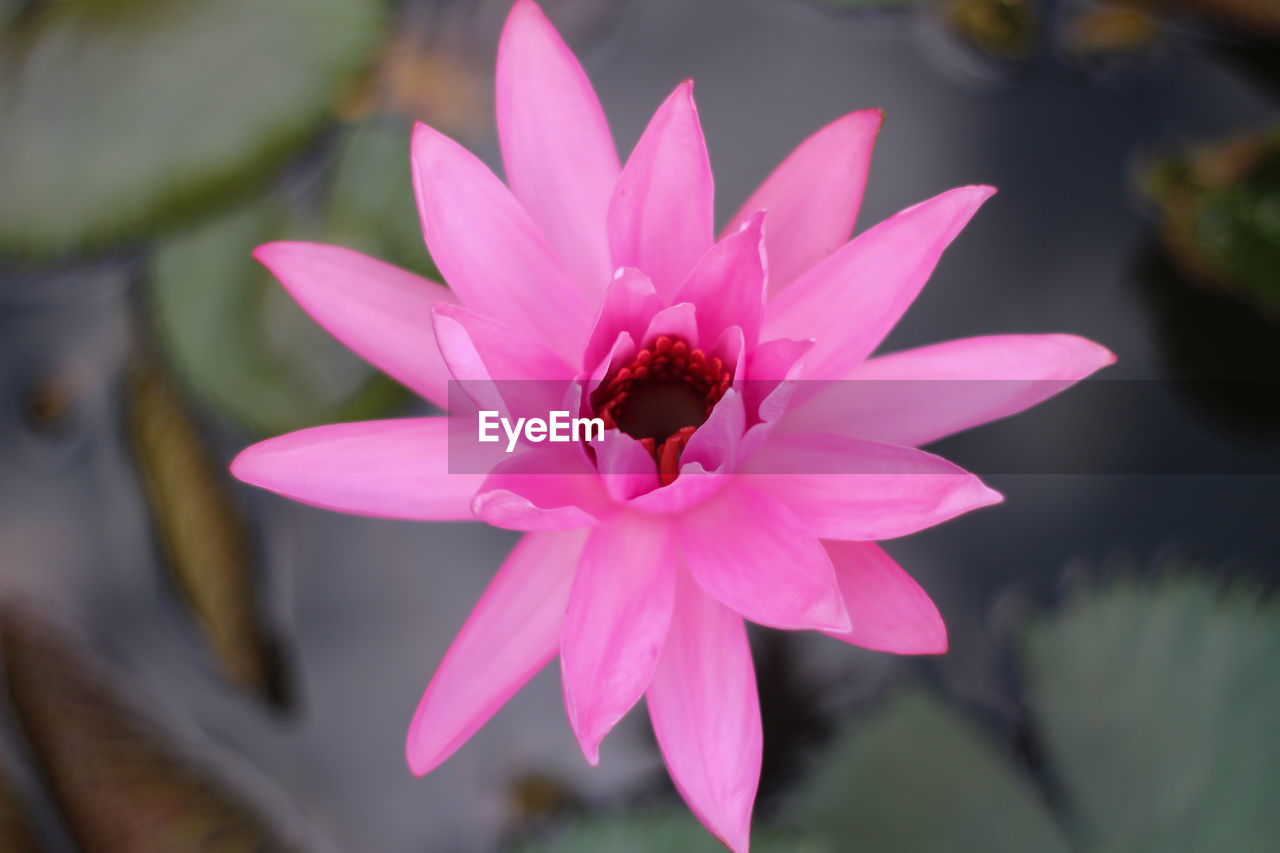 Close-up of pink flower