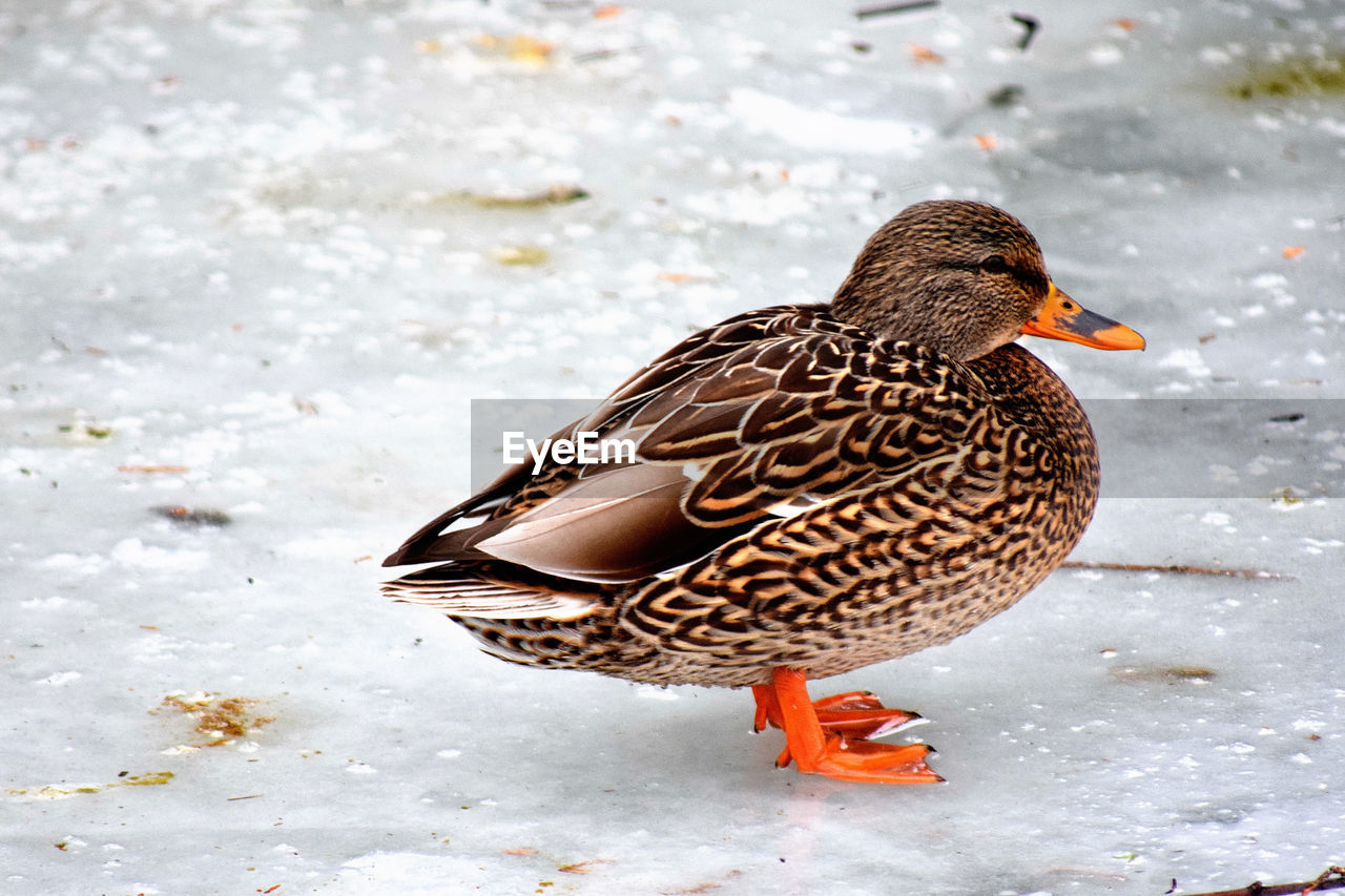 Close-up of female mallard duck on frozen lake