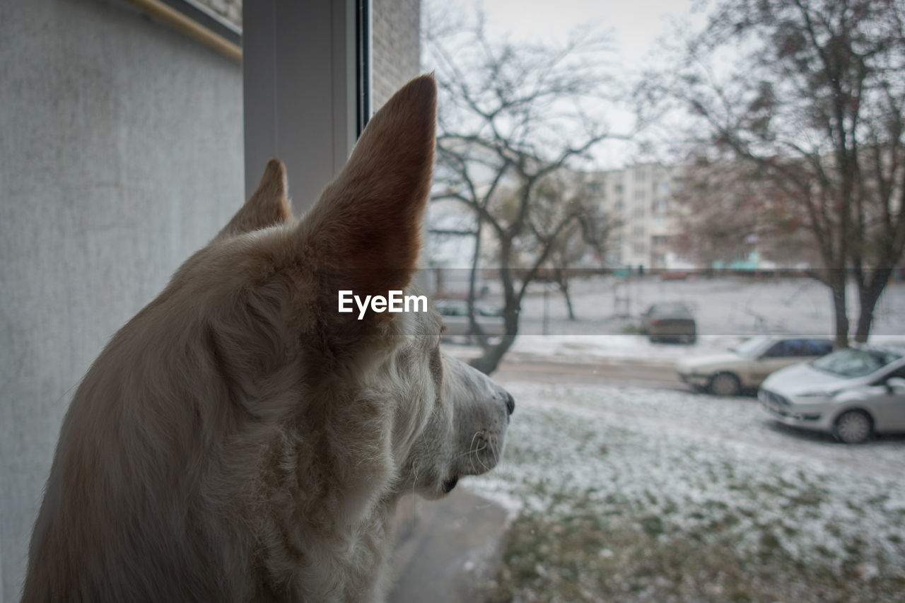 Close-up of dog looking away while sitting outdoors