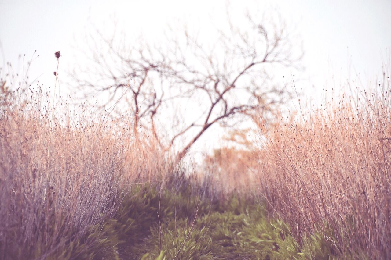 Plants growing on field against clear sky