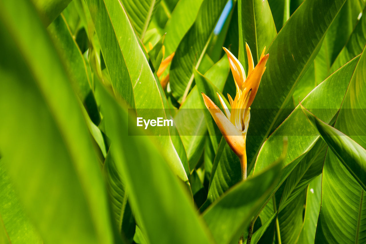 CLOSE-UP OF GREEN LEAVES