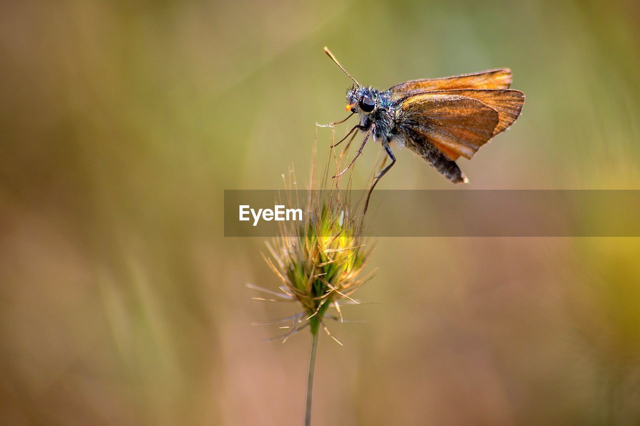 Close-up of butterfly pollinating flower