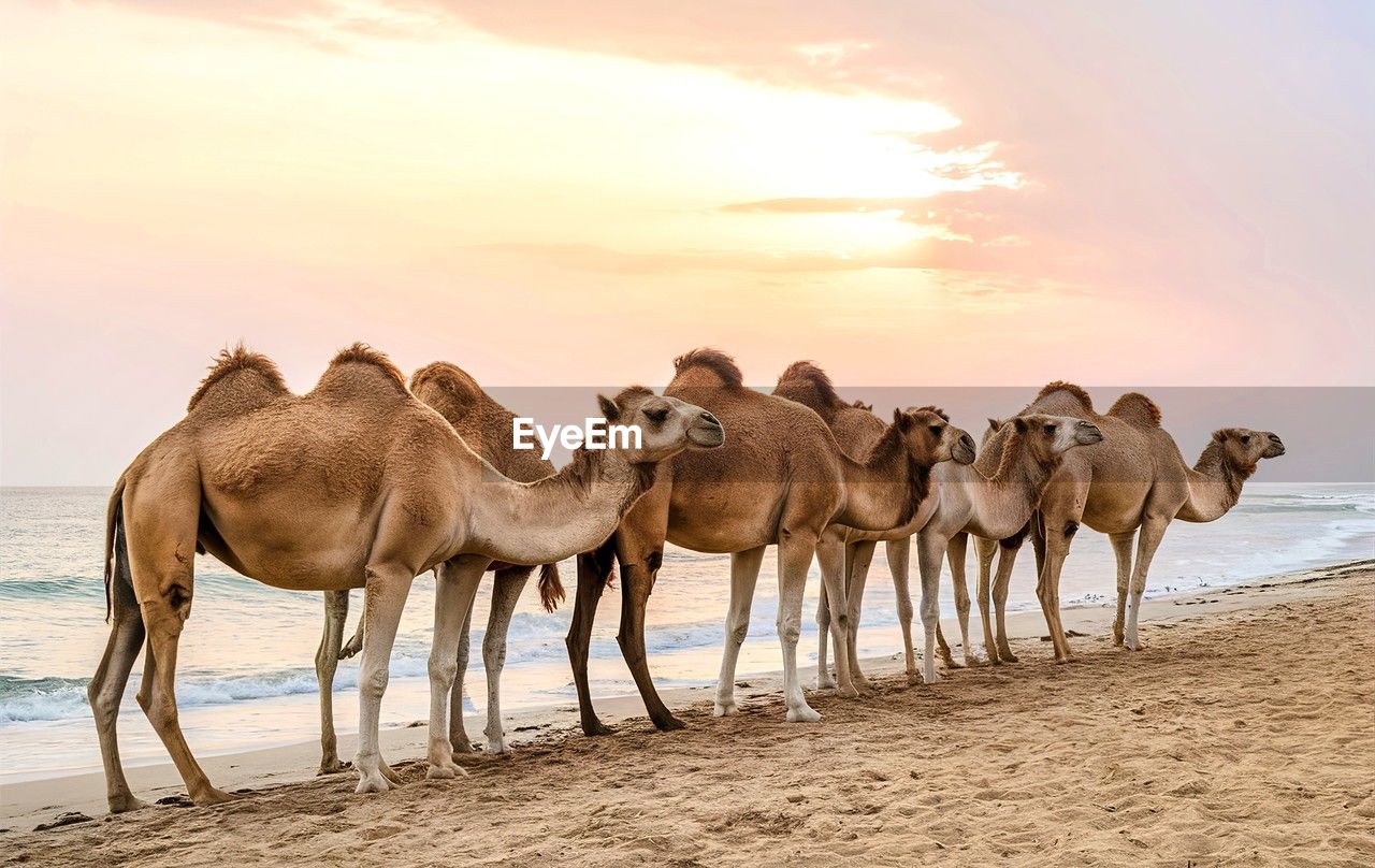 camels standing on sand at desert