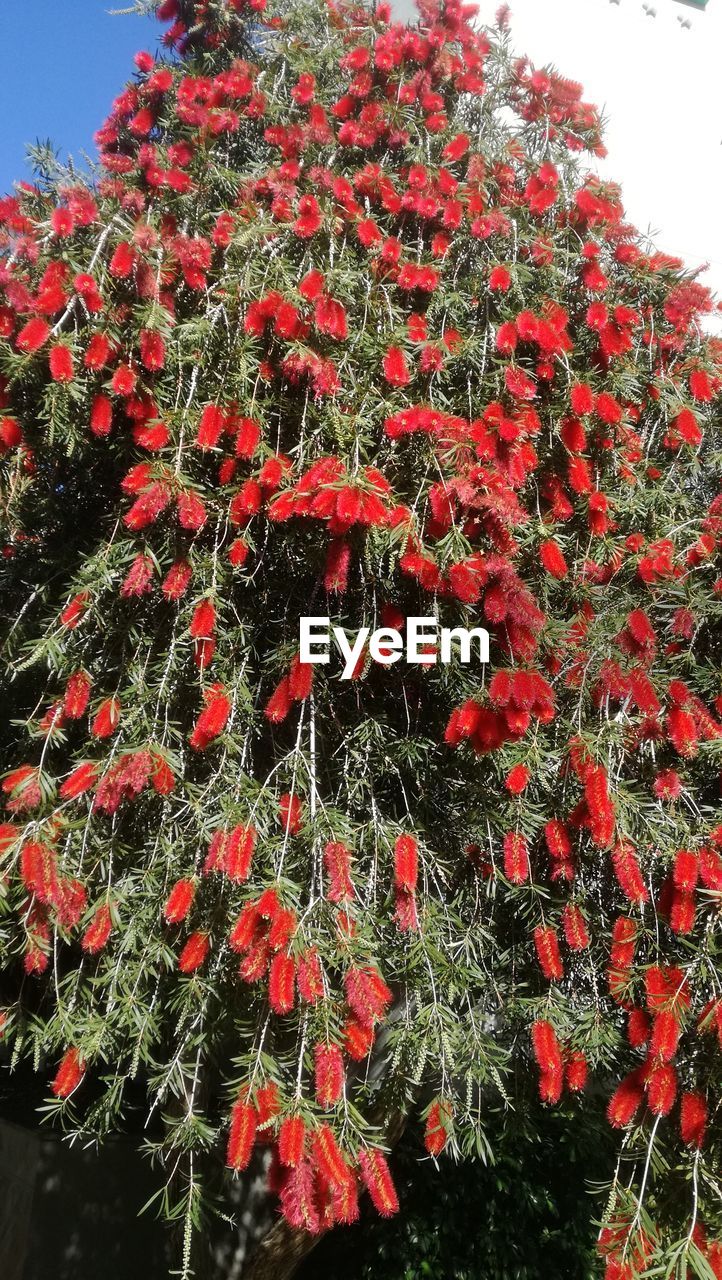 CLOSE-UP OF RED FLOWER TREE