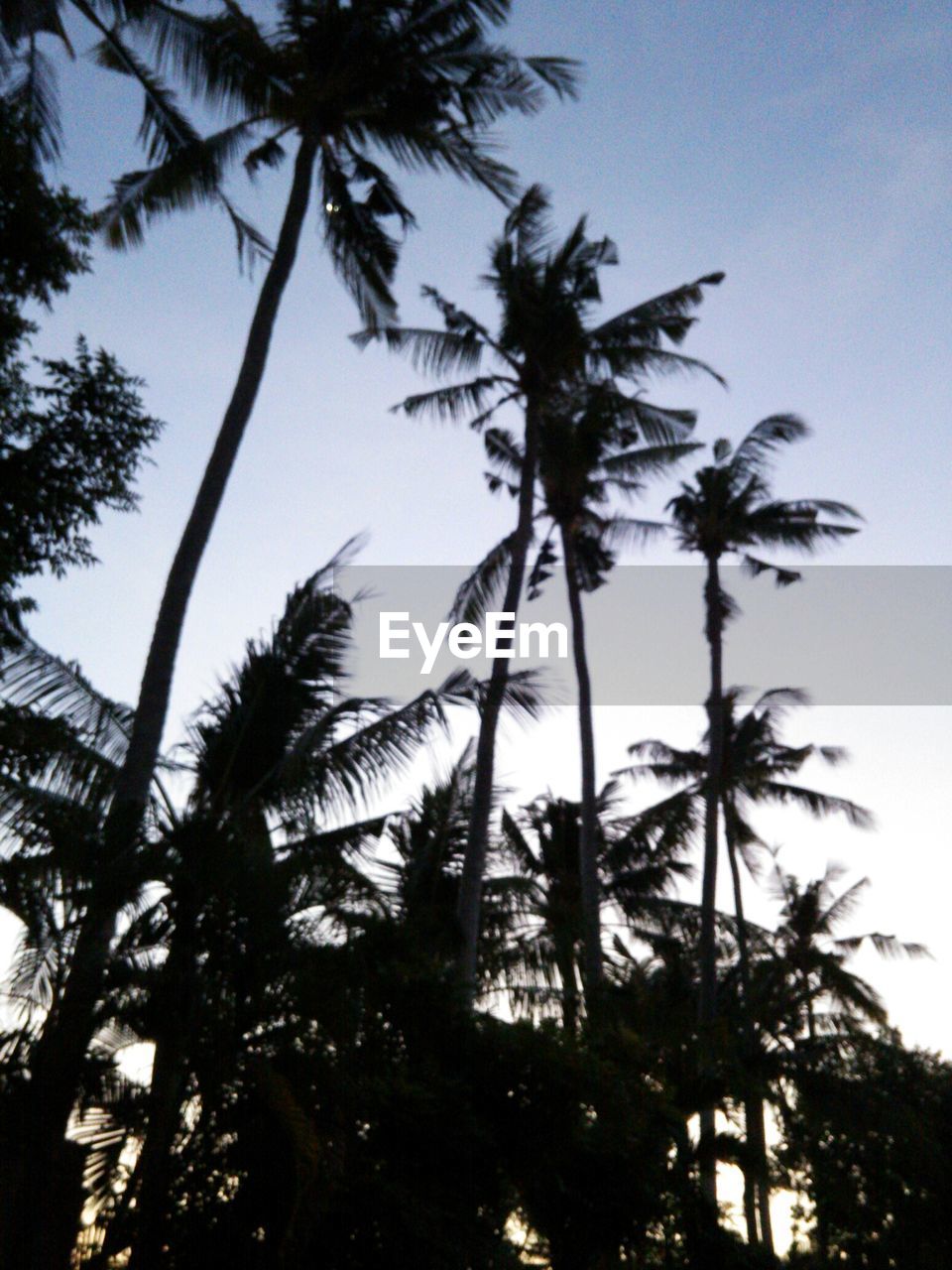 LOW ANGLE VIEW OF PALM TREES AGAINST SKY