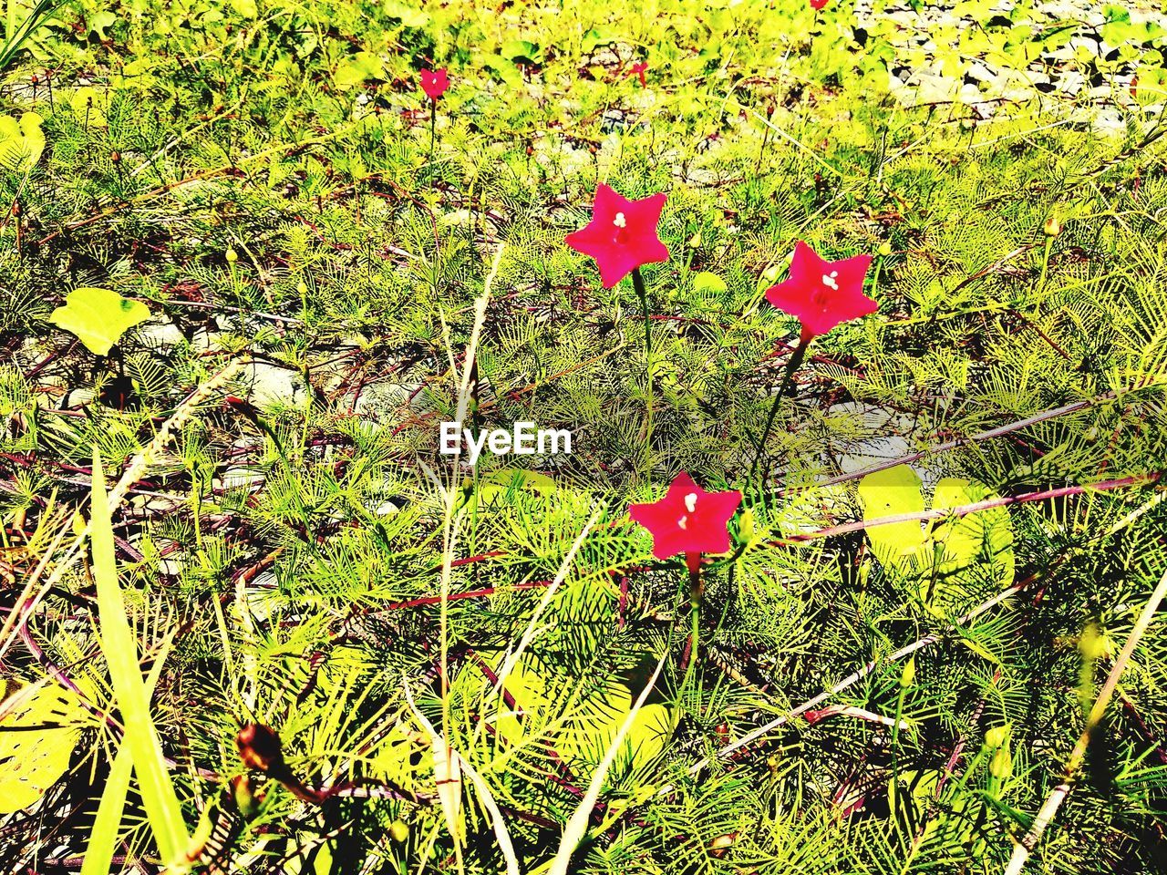 HIGH ANGLE VIEW OF FLOWERING PLANTS ON LAND