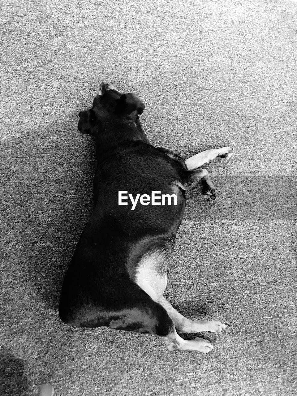 HIGH ANGLE VIEW OF BLACK DOG SITTING ON LAND