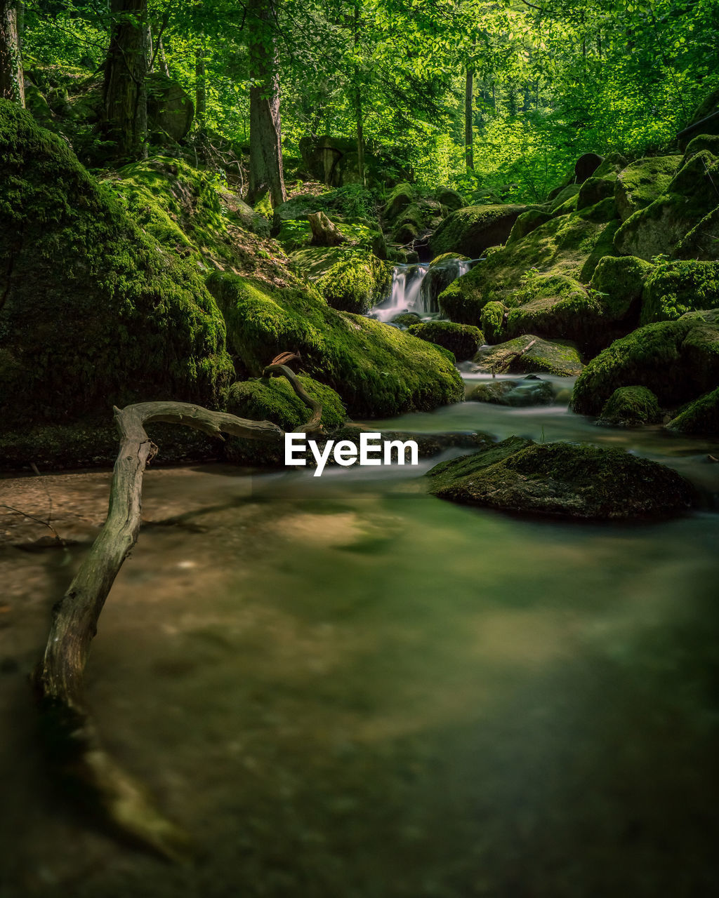 STREAM FLOWING IN FOREST