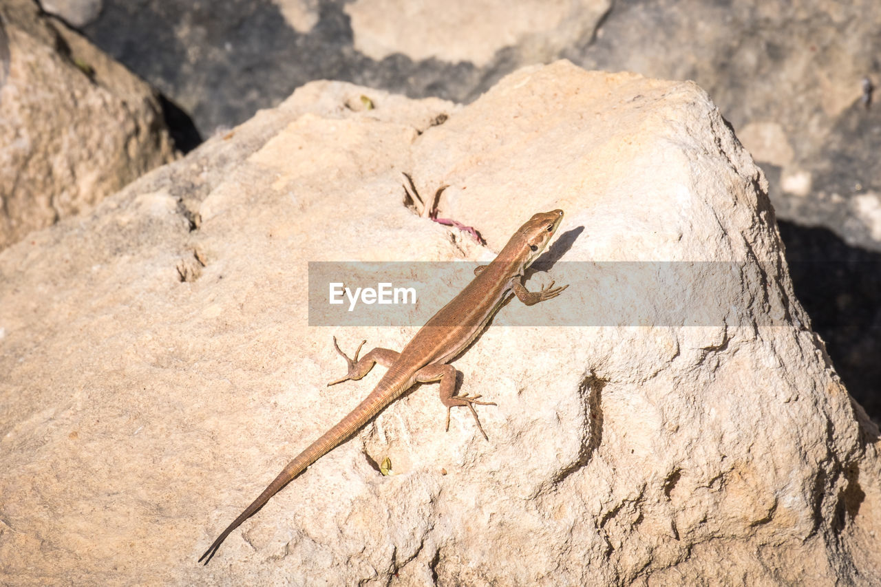 animal themes, animal, animal wildlife, wildlife, lizard, one animal, nature, reptile, no people, rock, sunlight, day, soil, outdoors, gecko, close-up, land, full length, macro photography, desert, insect, tree
