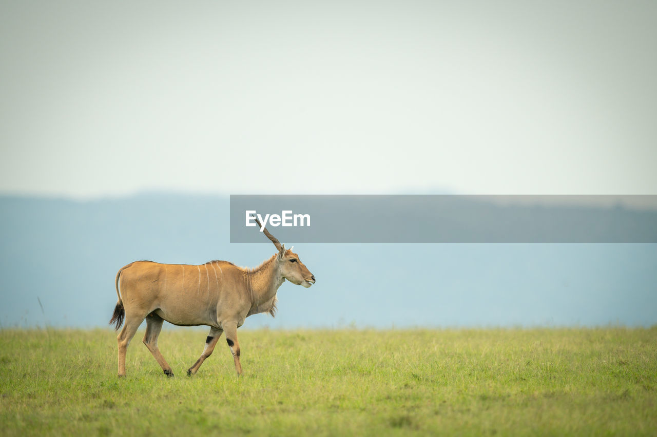 Common eland walks across grass on horizon