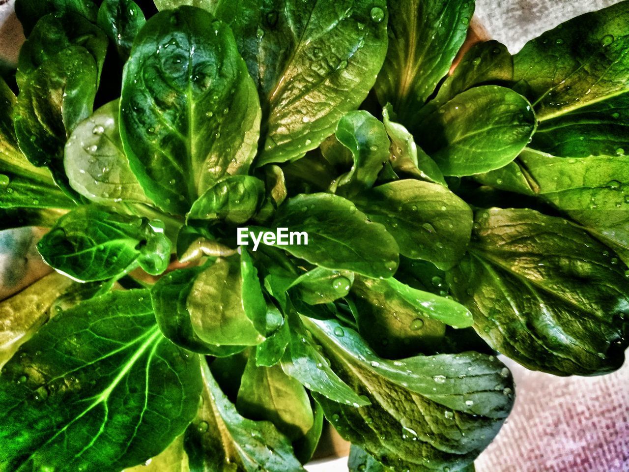 FULL FRAME SHOT OF FRESH GREEN LEAVES WITH PLANT