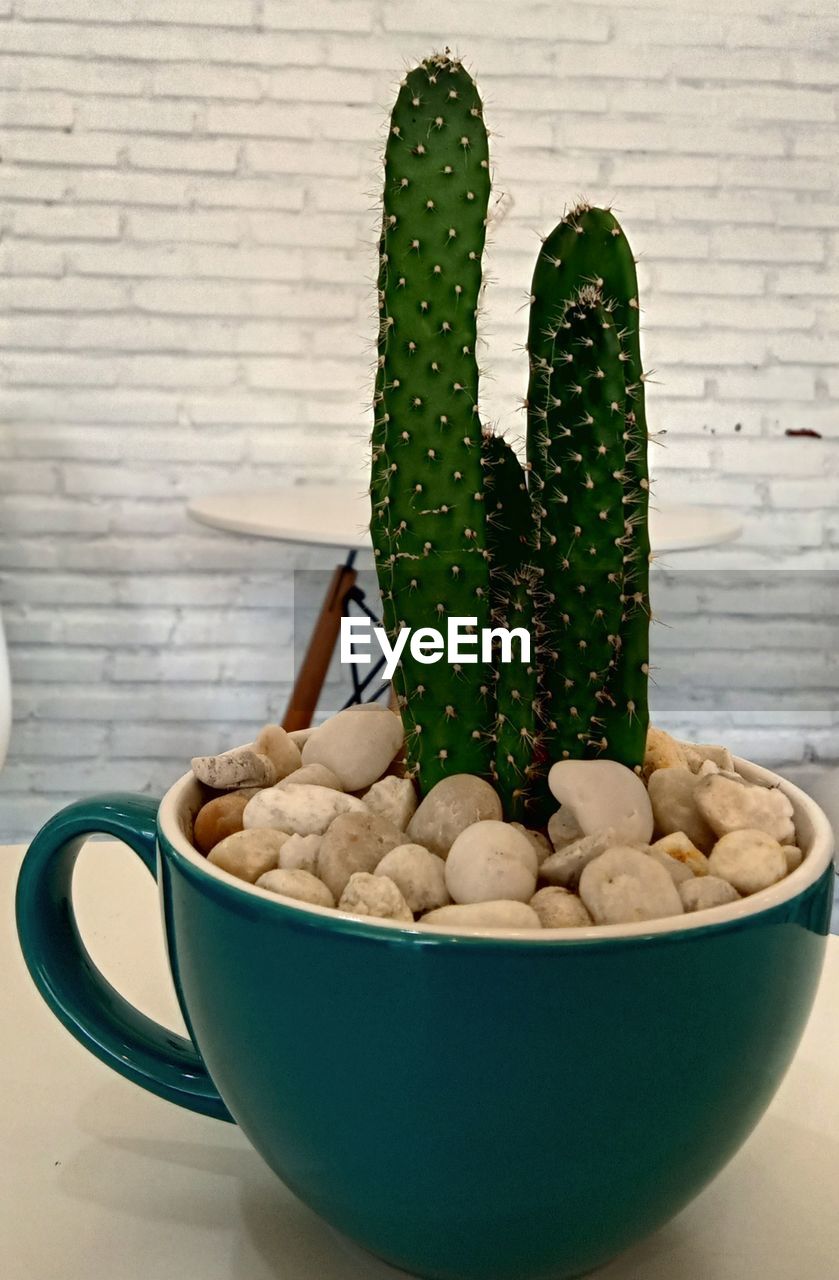 CLOSE-UP OF POTTED PLANT