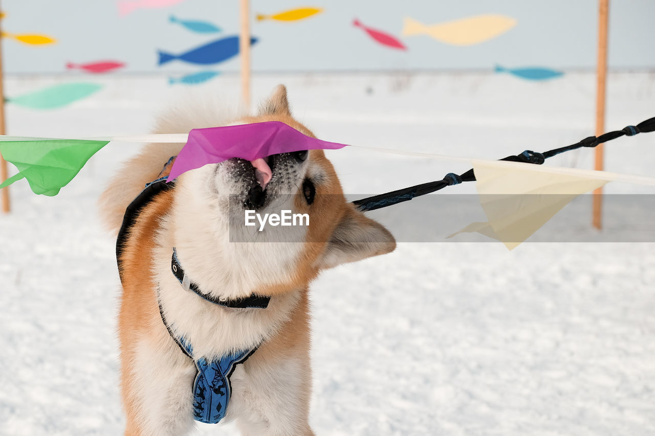 Akita inu dog dabbles with colored flags in a dog sledding competition