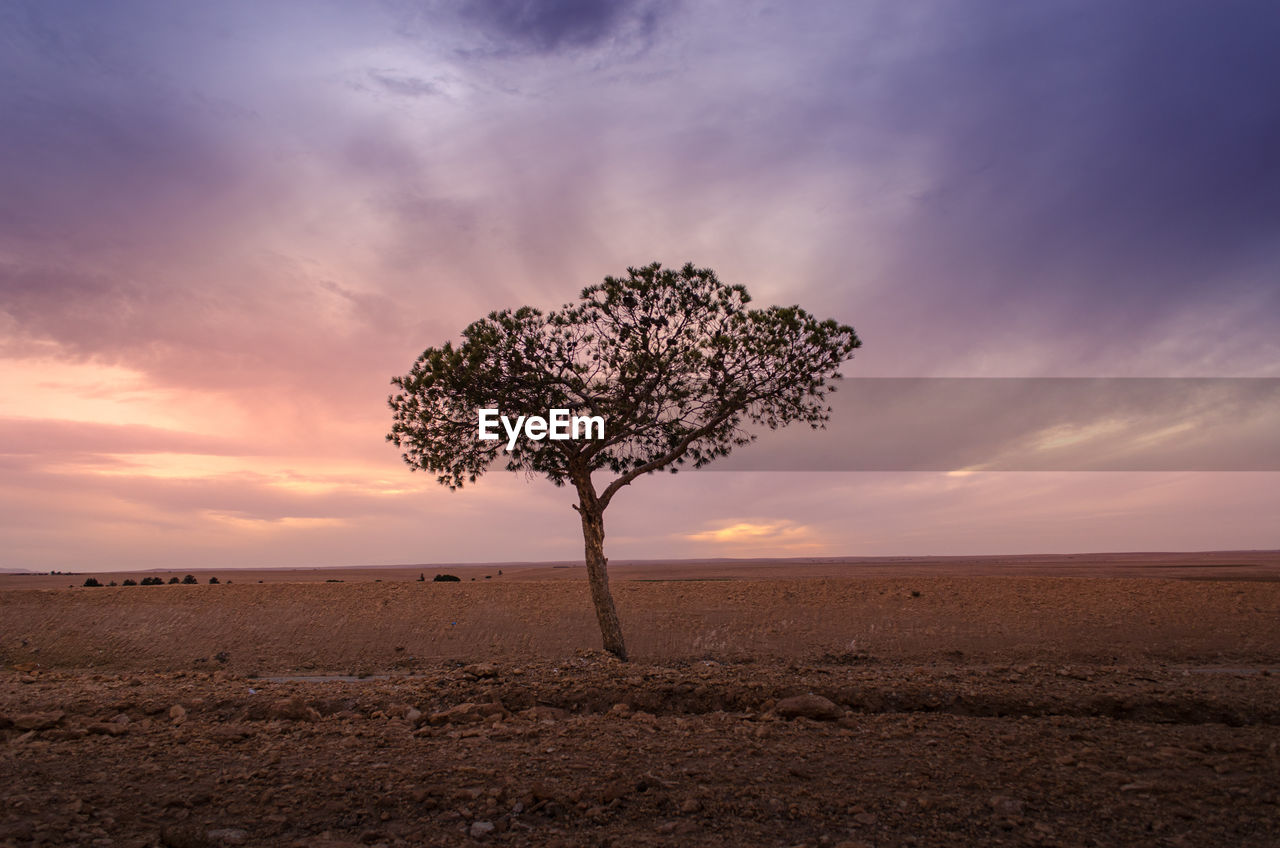  solo tree in the desertic landscape, taken at the golden hour whit a cloudy dramatic sky.