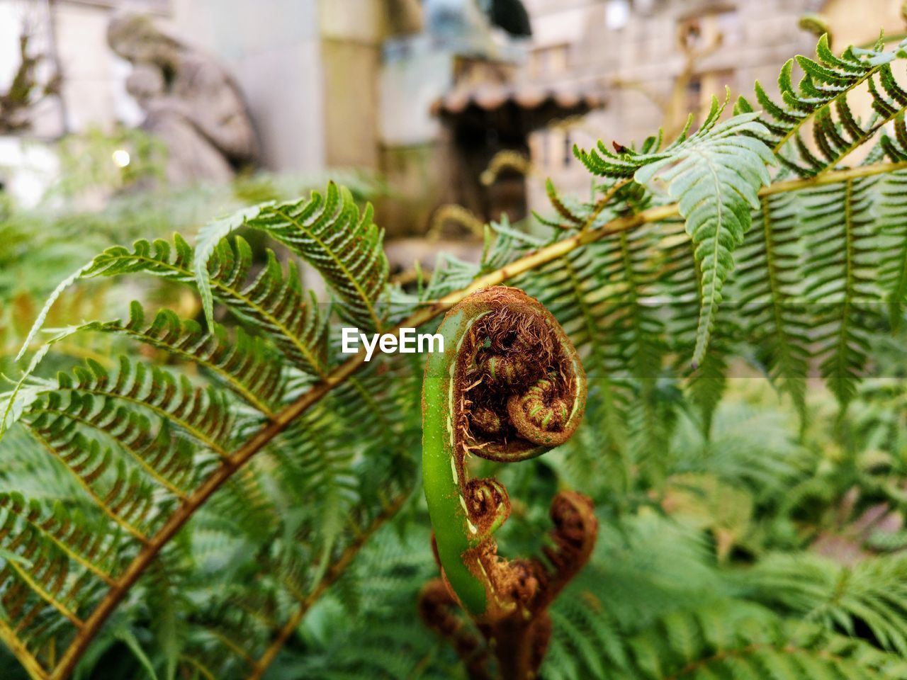 Close-up of fern leaf