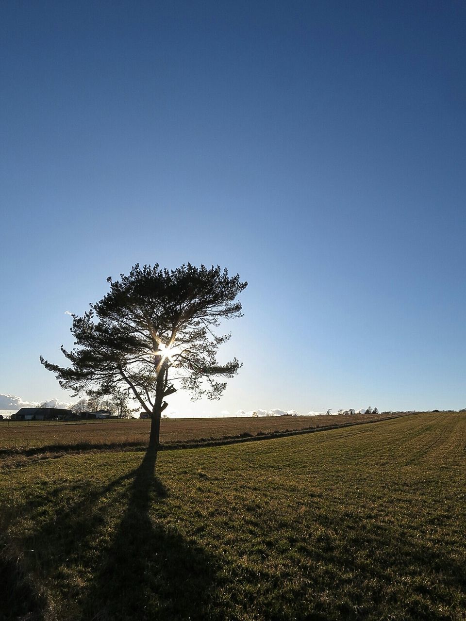 TREES ON FIELD AGAINST CLEAR SKY