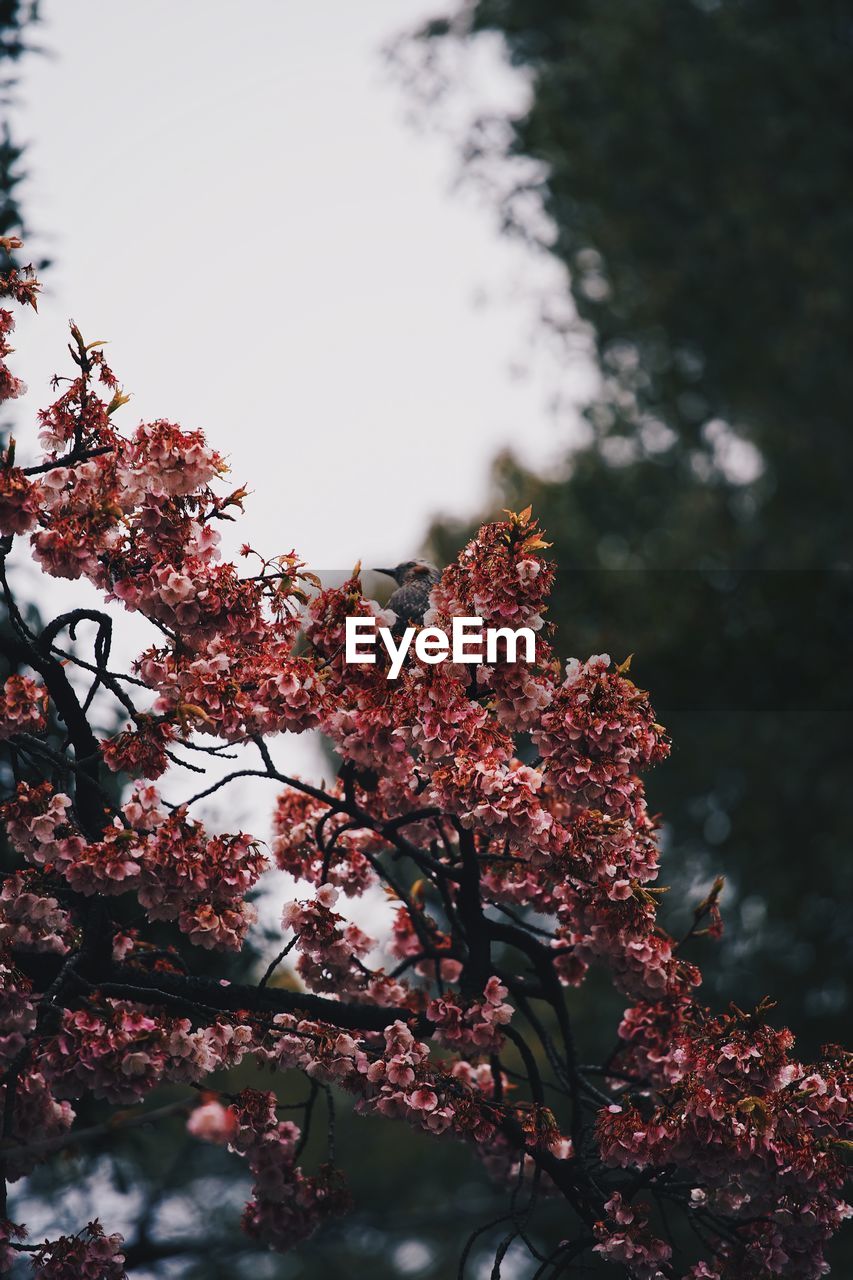 Low angle view of flowers growing on tree