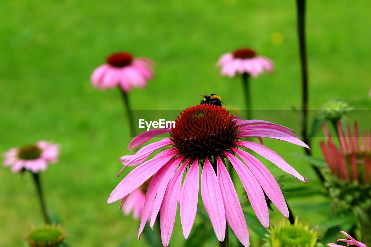 Bee on eastern purple coneflower