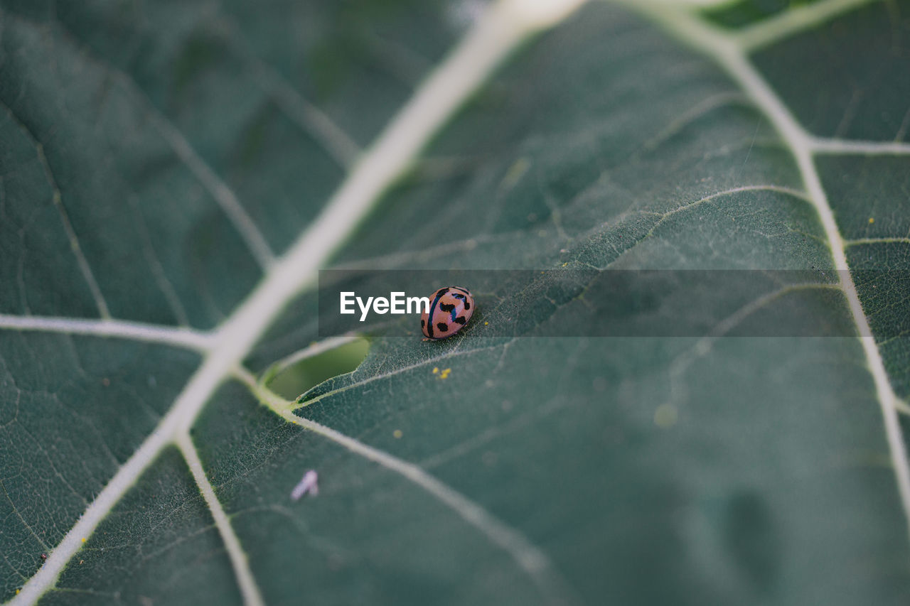 INSECT ON LEAF