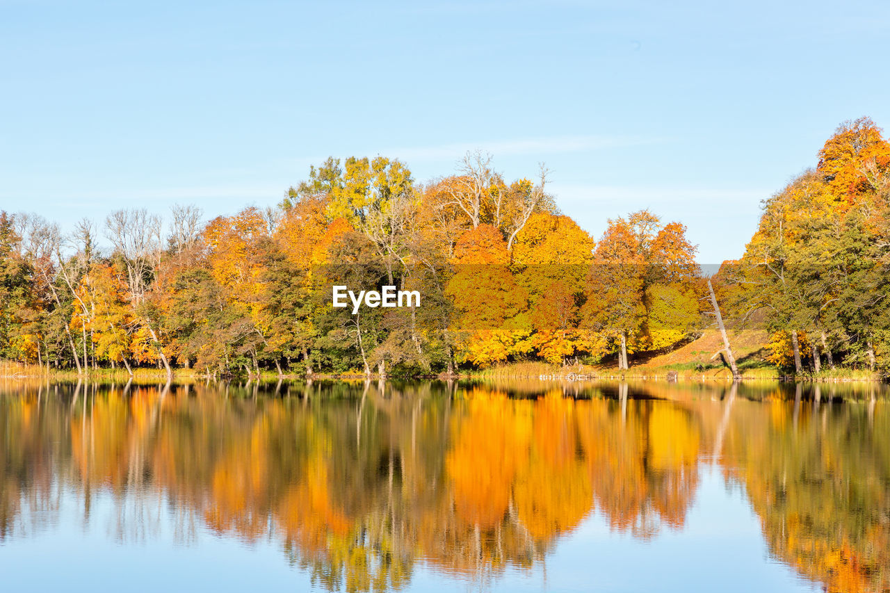 Deciduous trees by the lake in the autumn