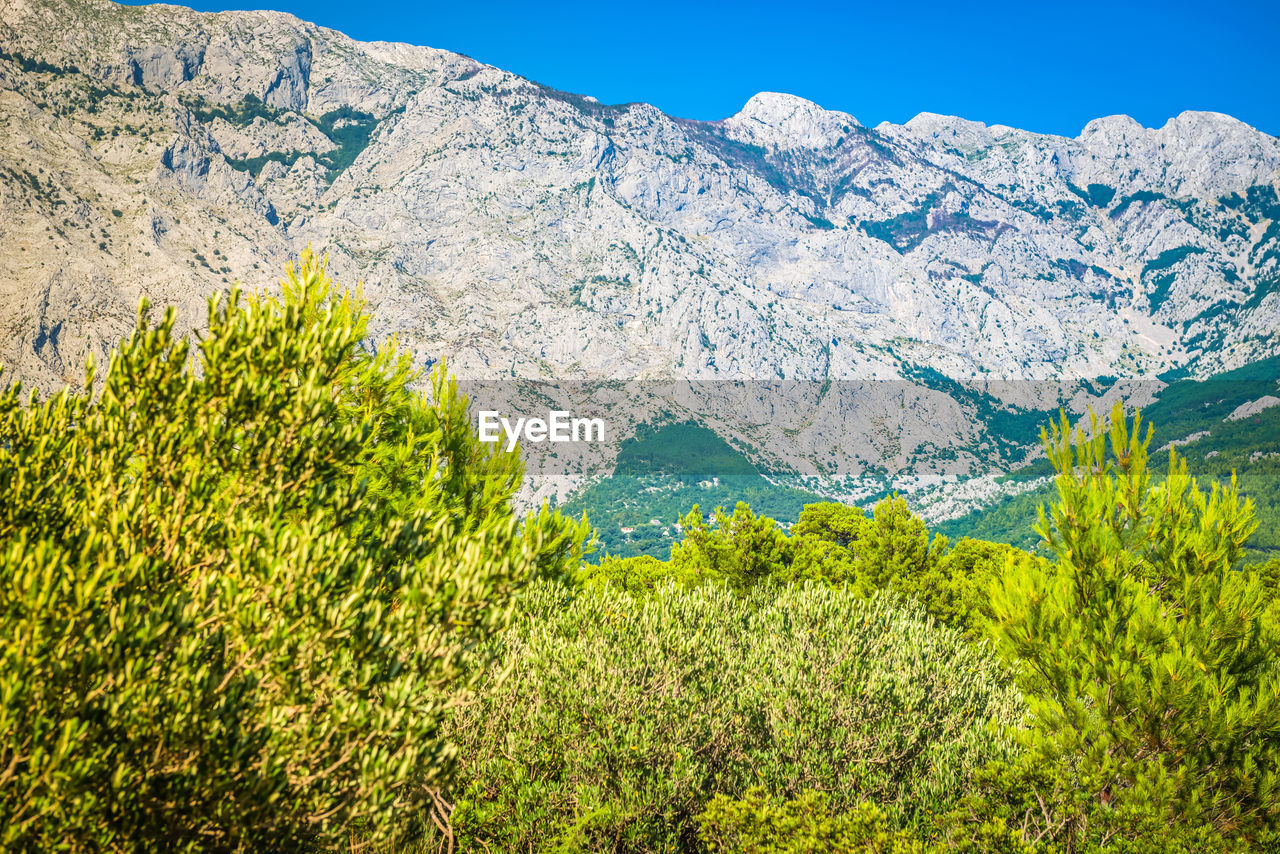 Plants growing on mountain against clear sky