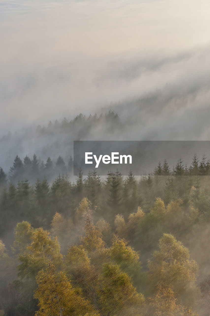 Trees against sky during foggy weather