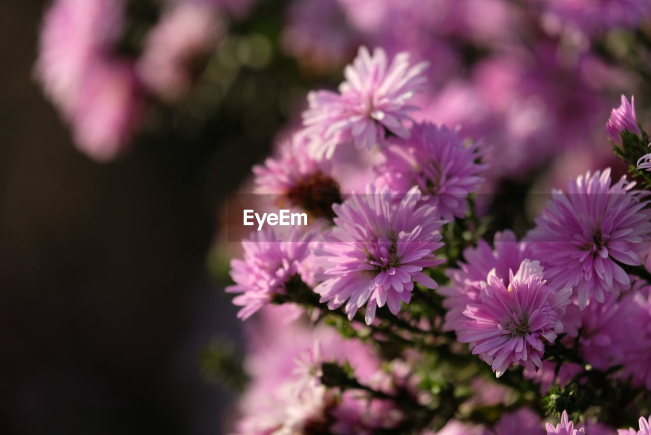 flower, flowering plant, plant, freshness, beauty in nature, pink, blossom, nature, close-up, macro photography, fragility, petal, flower head, growth, no people, inflorescence, purple, springtime, botany, selective focus, food and drink, food, outdoors, focus on foreground, wildflower, summer, day