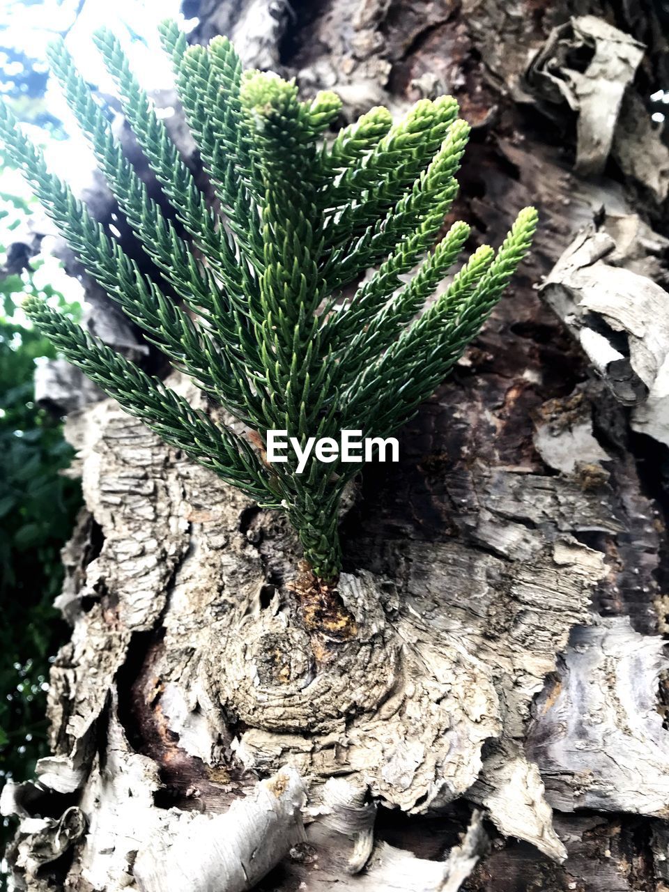 HIGH ANGLE VIEW OF TREE TRUNK AMIDST PLANTS