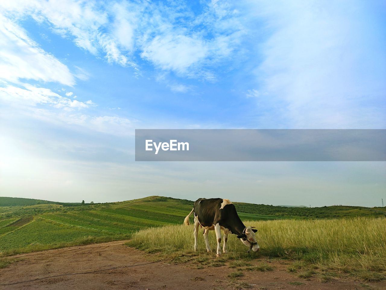 Cow standing in a field