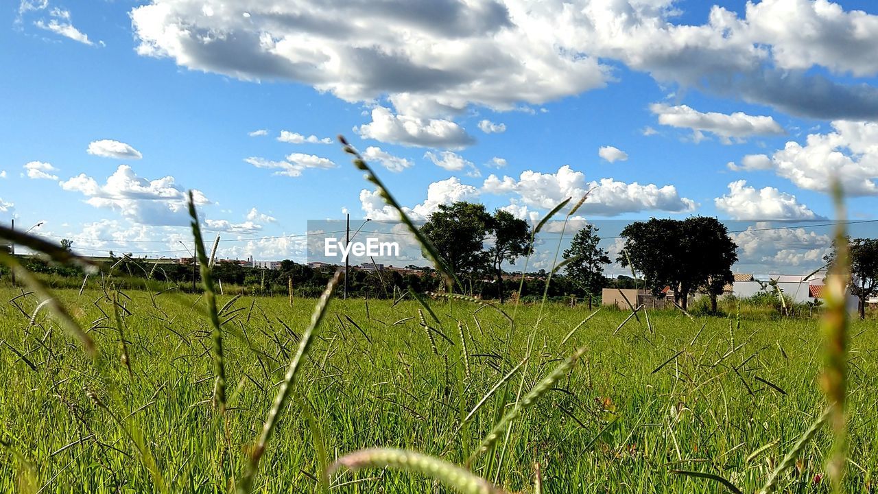 PLANTS GROWING ON FIELD AGAINST SKY