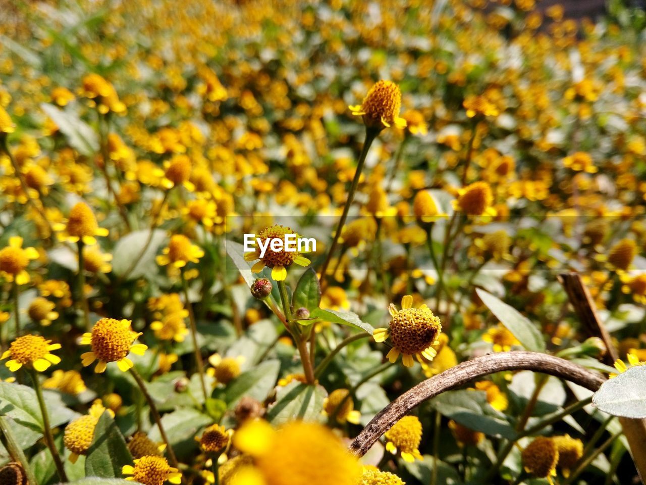 CLOSE-UP OF YELLOW FLOWERING PLANT