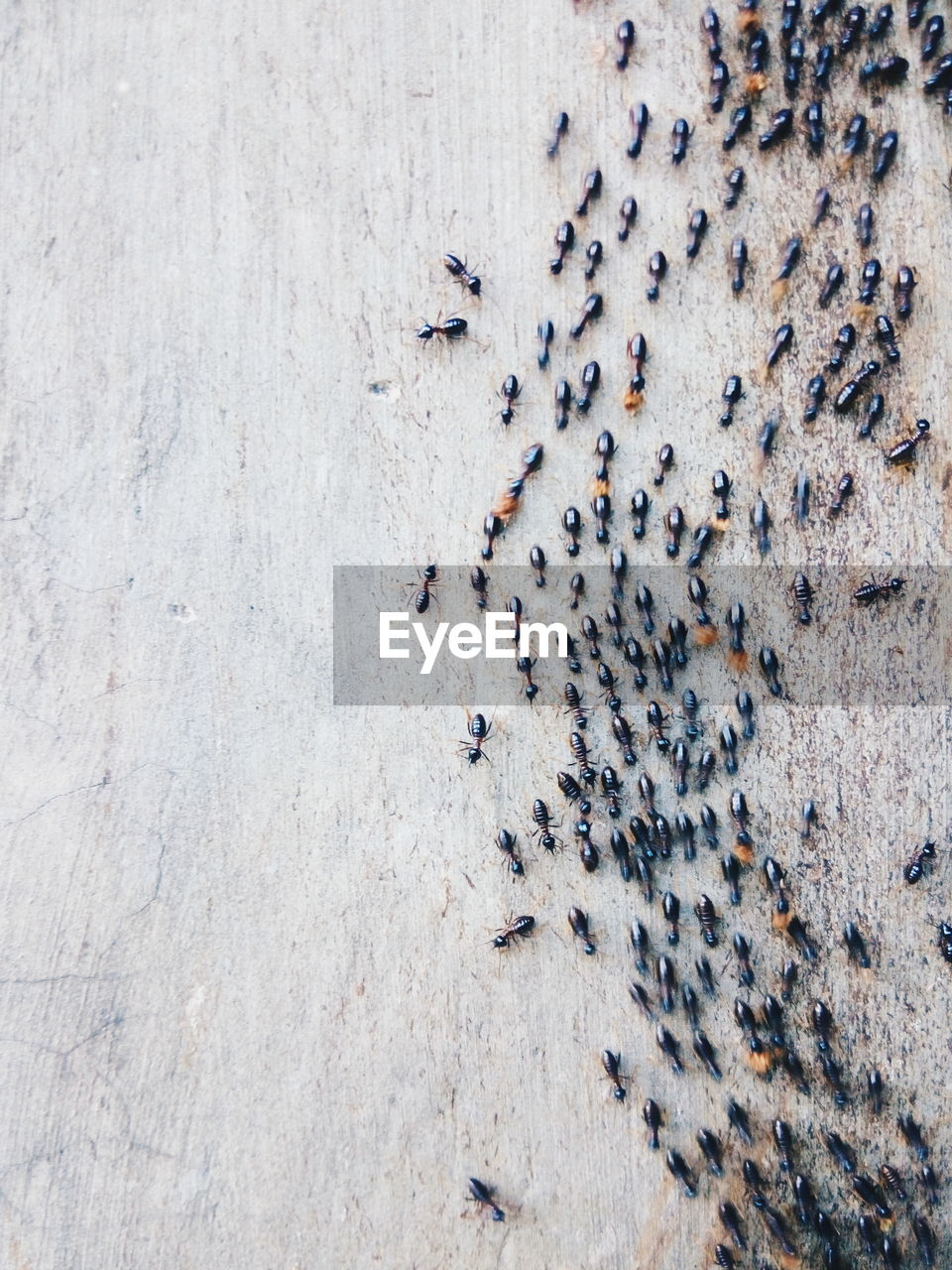 large group of animals, high angle view, group of animals, animals in the wild, animal themes, animal, animal wildlife, insect, crowd, colony, day, invertebrate, large group of people, nature, outdoors, beauty in nature, directly above, togetherness, ant
