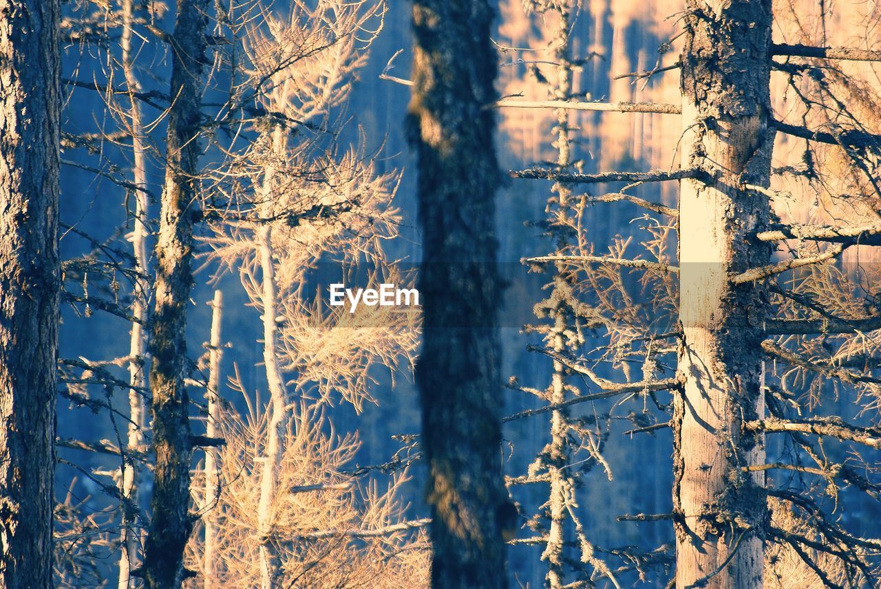 Close-up of tree trunk in forest