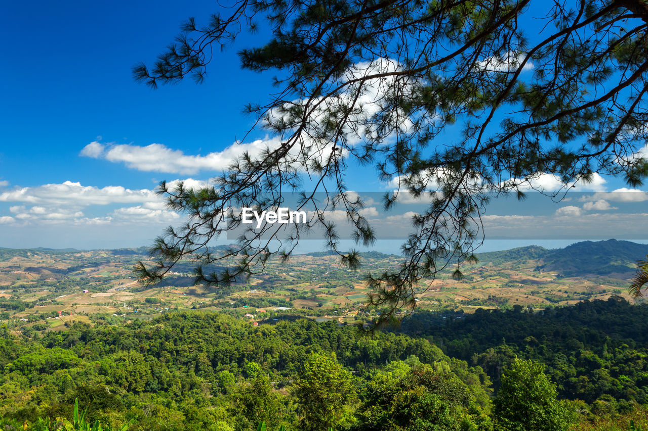 SCENIC VIEW OF FOREST