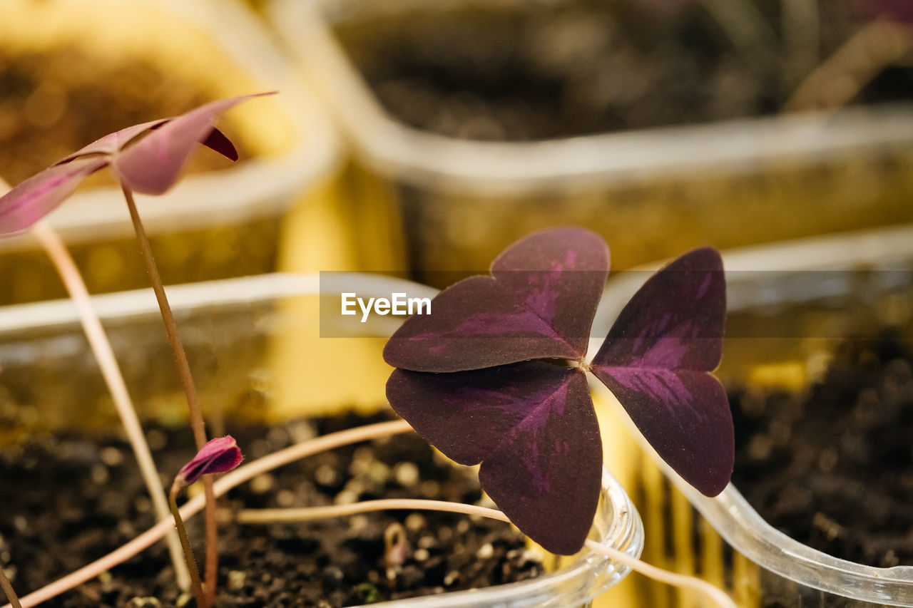 Microgreens growing background with raw sprouts in female hands. fresh raw herbs from home garden or