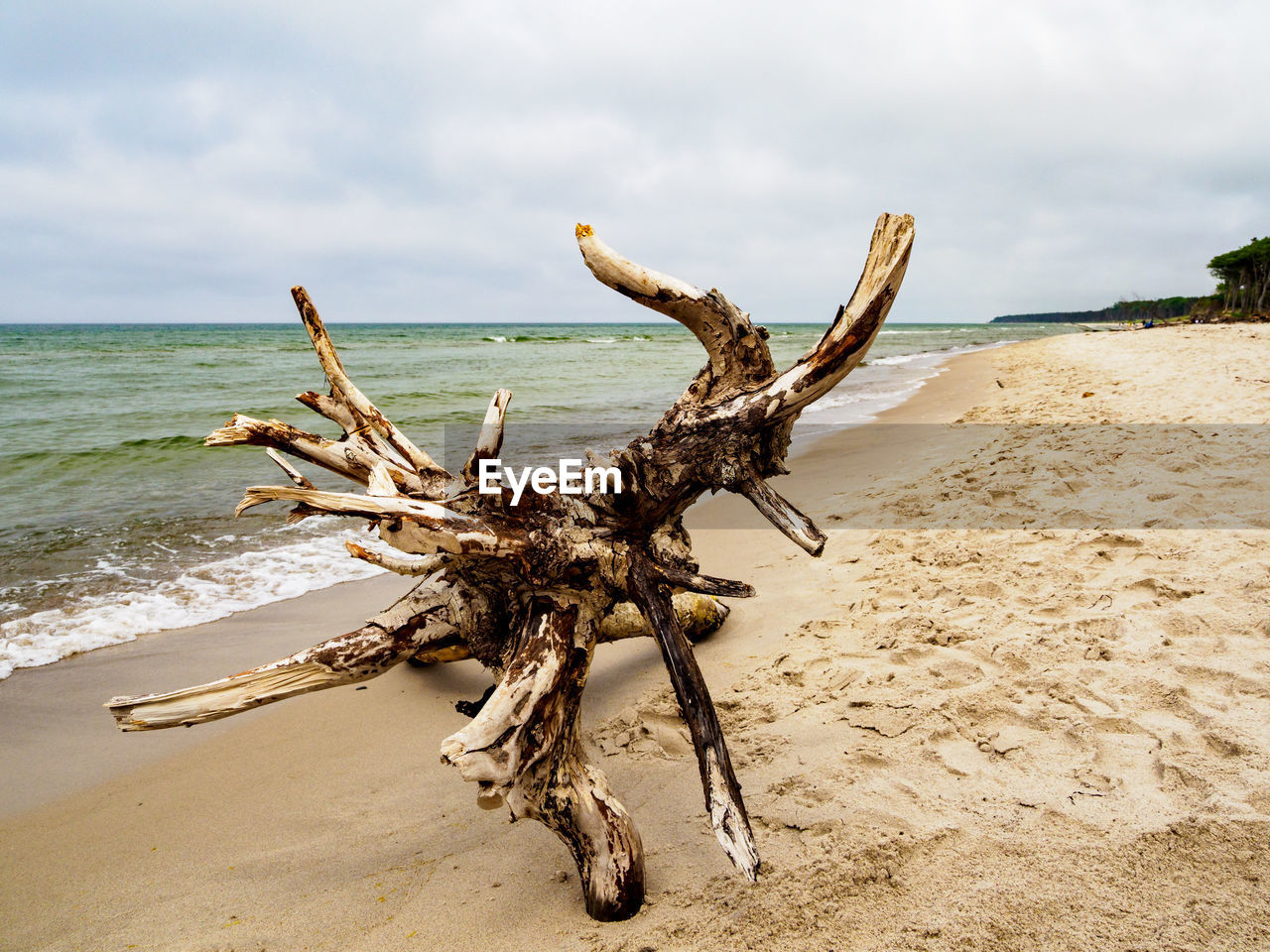 Driftwood on beach