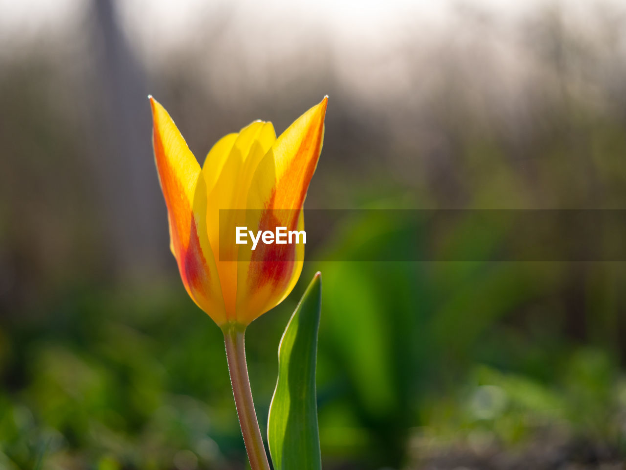 Close-up of orange flower