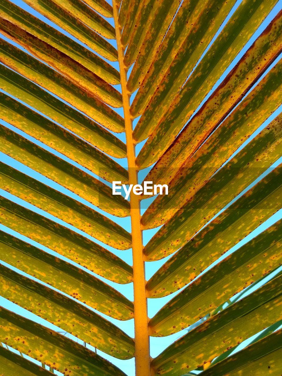 CLOSE-UP OF PALM LEAVES