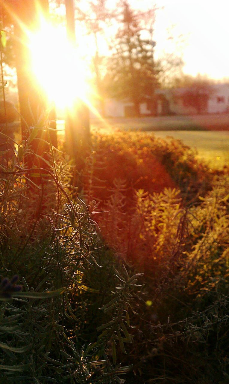 Sun shining through trees