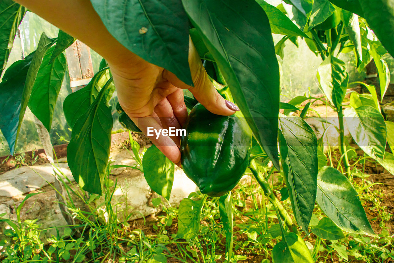 cropped hand of woman holding plant