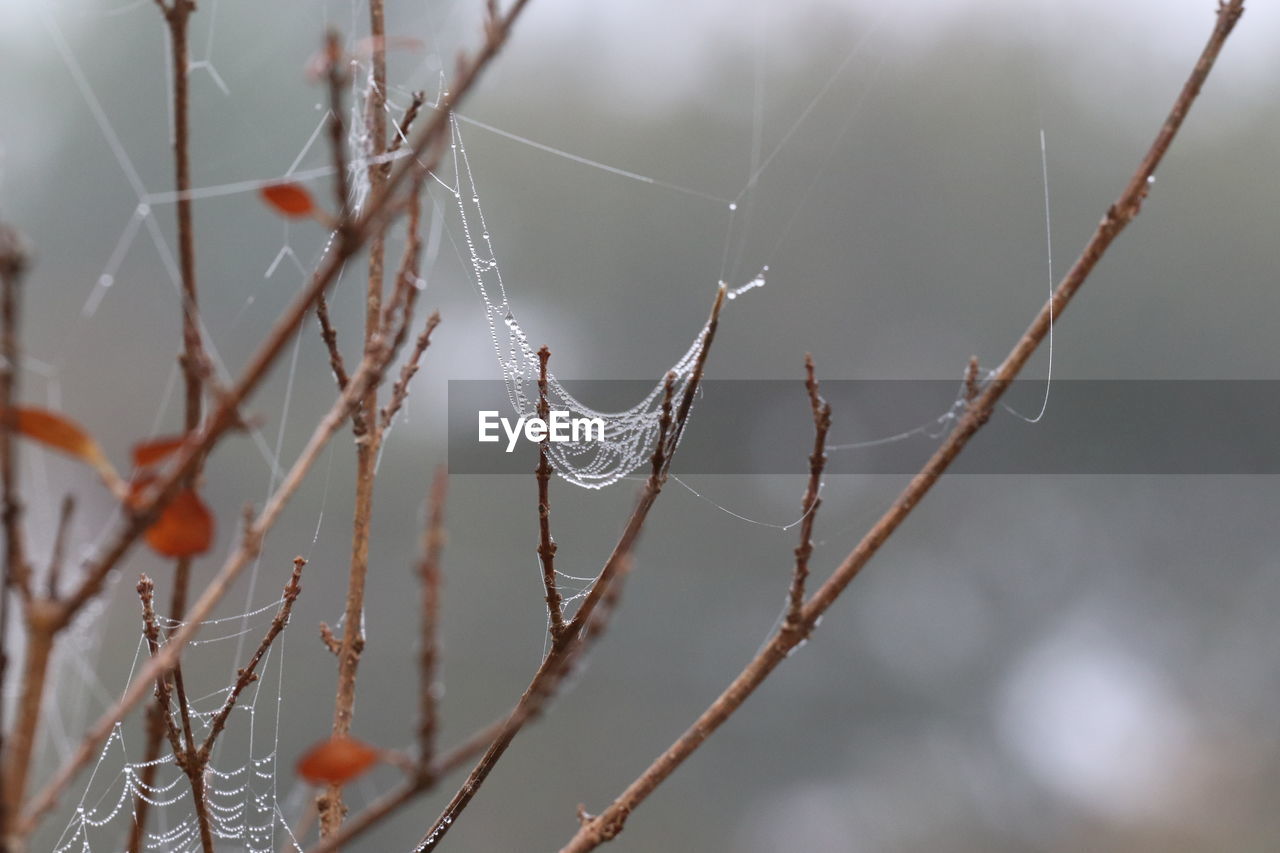 branch, twig, focus on foreground, close-up, nature, fragility, winter, leaf, no people, plant, macro photography, spider web, frost, tree, freezing, day, outdoors, beauty in nature, selective focus, tranquility, flower, animal, animal themes, cold temperature, wet, moisture, drop, bare tree, spring, thorns, spines, and prickles, plant stem, spider