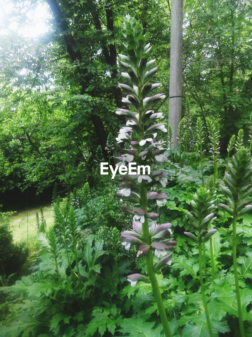 VIEW OF FLOWERING TREES IN FOREST