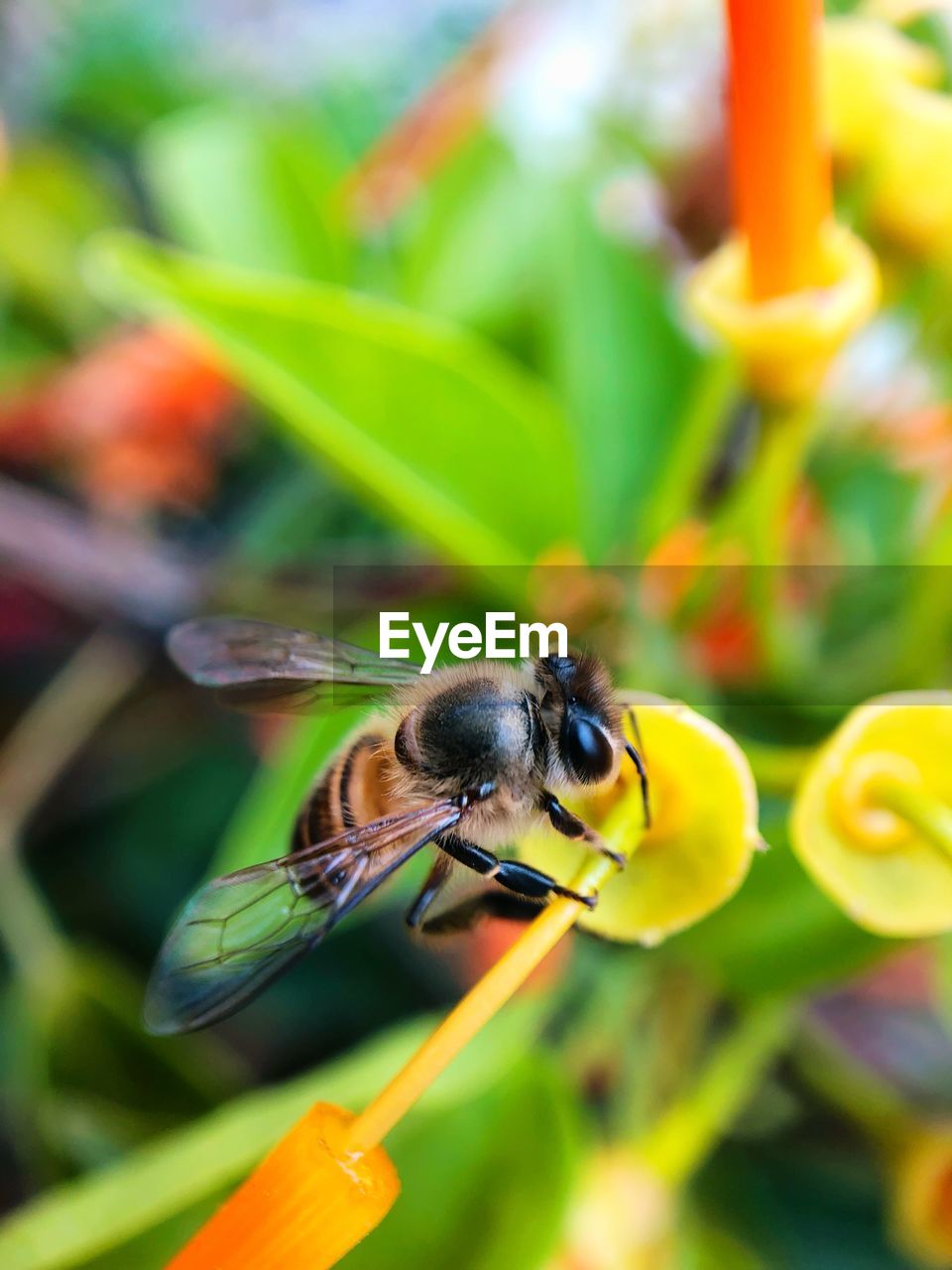 CLOSE-UP OF HONEY BEE ON FLOWER