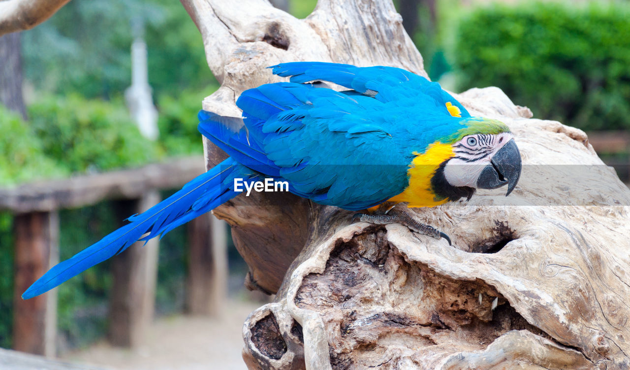 Close-up of blue-and-yellow macaw perching on wood